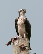 Osprey with a Fish