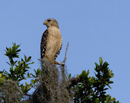 A Red-shouldered Hawk