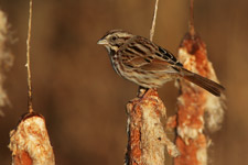 Eastern Song Sparrow