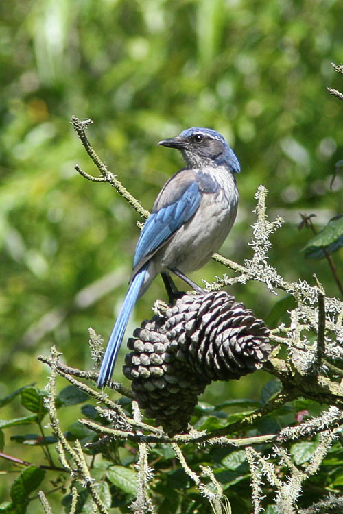 the creative works of john nolley ii bird photography the creative works of john nolley ii bird photography
