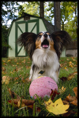 Papillon Gothic -- Didi and Her Ball