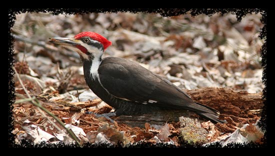 A fine Pileated Woodpecker
